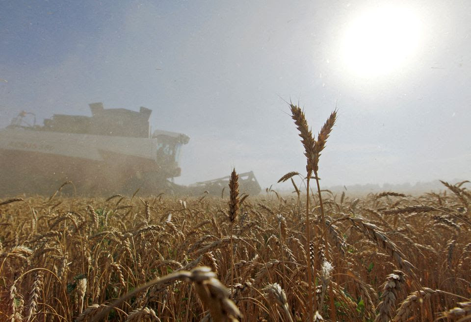grain wheat in Cuba